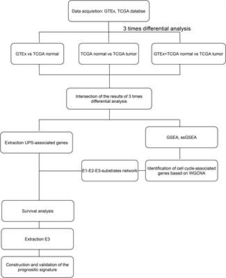 Comprehensive Analysis Reveals the Potential Regulatory Mechanism Between Ub–Proteasome System and Cell Cycle in Colorectal Cancer